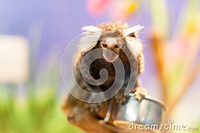 Cute little monkey Stock Photo