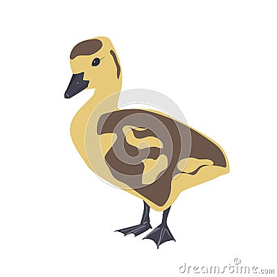 Cute little newborn fluffy gosling. One young goose isolated on a white background, vector illustration. Vector Illustration