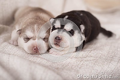 Cute little newborn husky lying together and sleeping Stock Photo