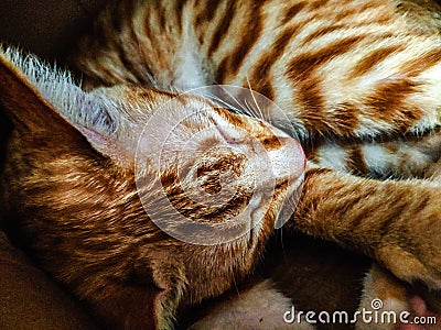 Cute little orange cat sleeping soundly Editorial Stock Photo