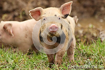 Cute little piglet Stock Photo