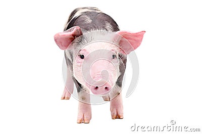 Cute little piglet Stock Photo