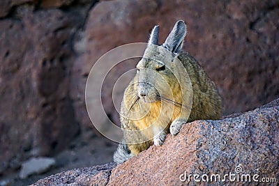 Cute little plain`s viscacha chilling on a rock Stock Photo