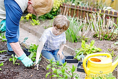 Cute little preschool kid boy and grandmother planting green salad in spring Stock Photo