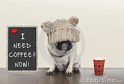 Cute little pug puppy dog with bad morning mood, sitting next to blackboard sign with text I need coffee now, copy space Stock Photo