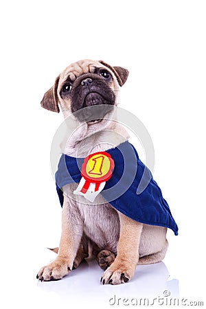 Cute little pug puppy dog champion sitting Stock Photo