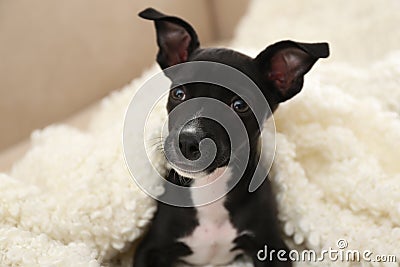 Cute little puppy covered with soft white plaid. Baby animal Stock Photo