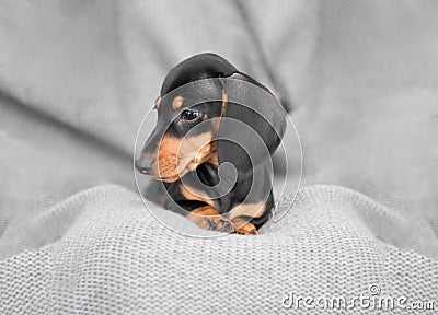 Little puppy Dachshund on a gray background Stock Photo