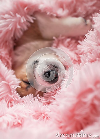 little puppy is lying in a pink fluffy blanket and sweetly sleeping pretty smiling Stock Photo