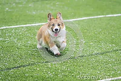 Cute little puppy red dog breed Corgi runs around the green football field on the Playground on the streets in the city for a walk Stock Photo