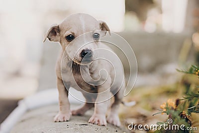 Cute little puppy walking in autumn park. Scared homeless staff terrier beige puppy playing in city street. Adoption concept. Dog Stock Photo