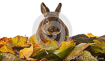 cute little rabbit and autumnal leaves Stock Photo