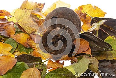 Cute little rabbit and autumnal leaves Stock Photo