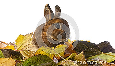 Cute little rabbit and autumnal leaves Stock Photo