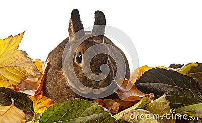 Cute little rabbit and autumnal leaves Stock Photo