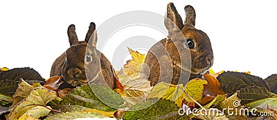 Cute little rabbit and autumnal leaves Stock Photo