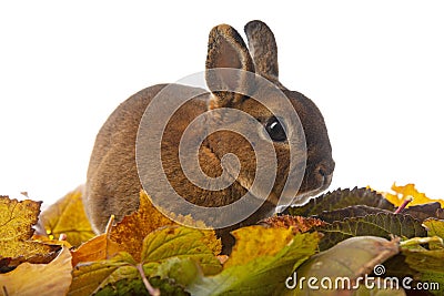 Cute little rabbit and autumnal leaves Stock Photo