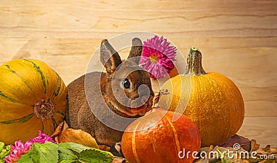 little rabbit and autumnal leaves Stock Photo