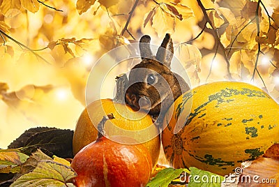 Cute little rabbit and autumnal leaves Stock Photo