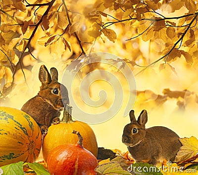 Cute little rabbit and autumnal leaves Stock Photo