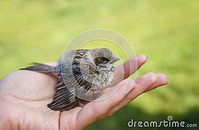 Cute little rescued chick wet Sparrow with ruffled feathers, sitting on a caring human hands in the Sunny garden Stock Photo