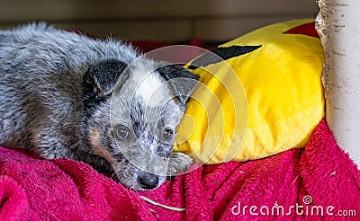 Cute little rescued dog, looking happy and sleepy Stock Photo