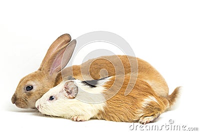 Cute little rex Orange rabbit and guinea pig isolated on Stock Photo