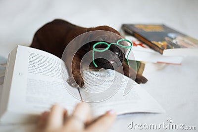 Cute little ridgeback newborn whelps Stock Photo