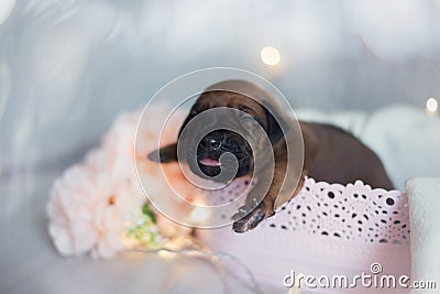 Cute little ridgeback newborn whelps Stock Photo