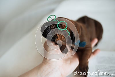 Cute little ridgeback newborn whelps Stock Photo