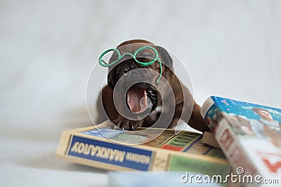 Cute little ridgeback newborn whelps Stock Photo