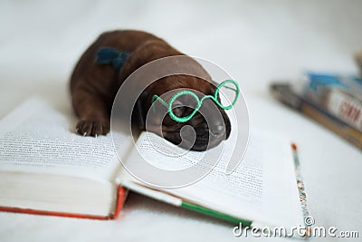 Cute little ridgeback newborn whelps Stock Photo