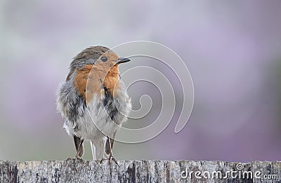 Cute little robin moulting feathers Stock Photo