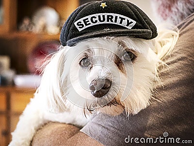 Cute little security guard dog. Stock Photo