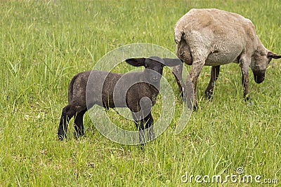 Cute Little Sheep Lamp On Meadow Stock Photo