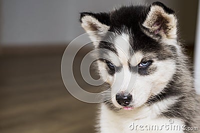 Cute little siberian husky puppy. Blue-eyed siberian husky puppy head Stock Photo