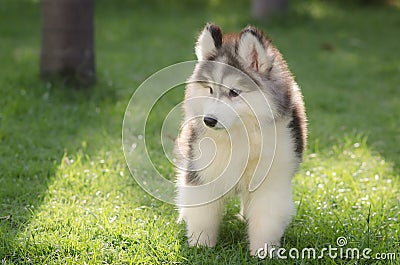 Cute little siberian husky puppy playing Stock Photo