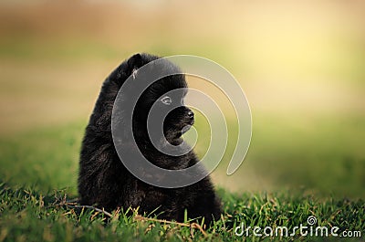 cute little spitz puppy lovely portrait on green Stock Photo