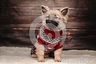 cute little spitz puppy new year photos of pet Stock Photo