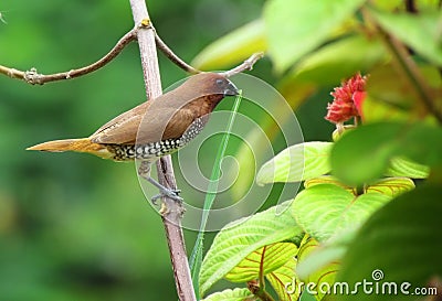 Cute little spotted munia bird building a nest Stock Photo