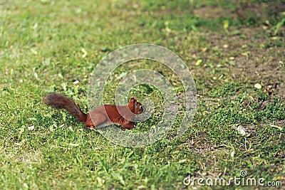 Cute little squirrel on grass in city park, space for text, protect the environment Stock Photo