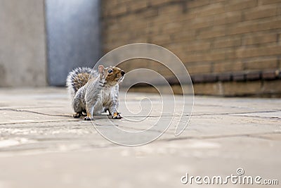 Cute little squirrel head up alertly while sitting on promenade Stock Photo