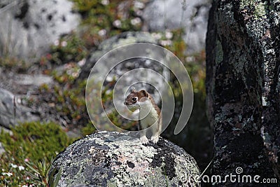 Adorable stoat standing on a rock while hunting Stock Photo