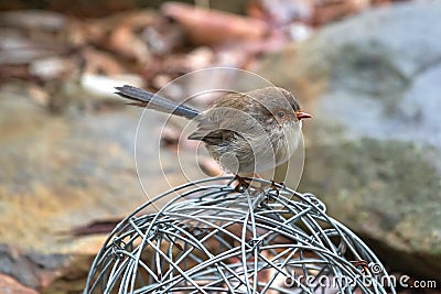 Cute little Superb Fairy Wren bird with wet feathers perching on Stock Photo