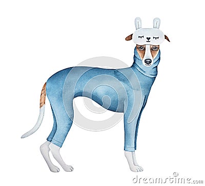 Cute little whippet dog dressed in navy blue cotton pajamas with long sleeves and fluffy sleep mask with cozy rabbit ears. Stock Photo