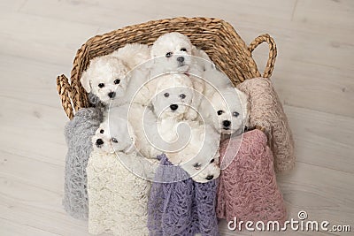 6 cute little white Bichon Frize puppies are sitting in a beige basket. look into the frame Stock Photo