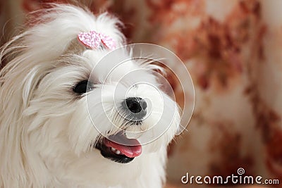 Cute little white maltese looking with open mouth Stock Photo