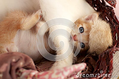 Cute Little Yellow Kitten Blue Eyes Stock Photo