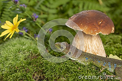 A cute lizard in forest still life with mushrooms Stock Photo