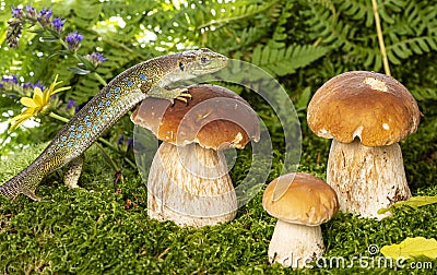 A cute lizard in forest still life with mushrooms Stock Photo